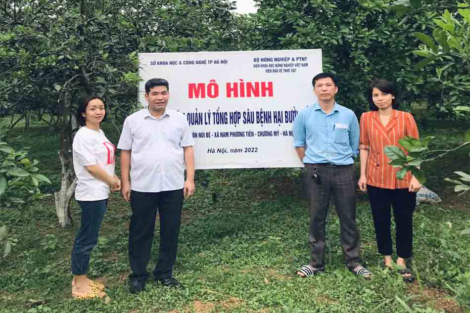 Bưởi Diễn Hà Nội – Đặc sản có dần bị lãng quên?