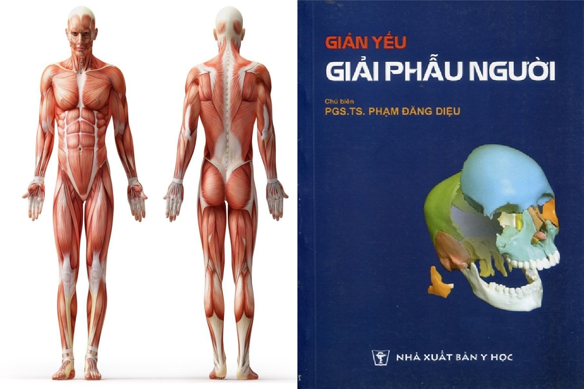 [TẢI PDF MIỄN PHÍ] Giản Yếu Giải Phẫu Người – MyHanoi